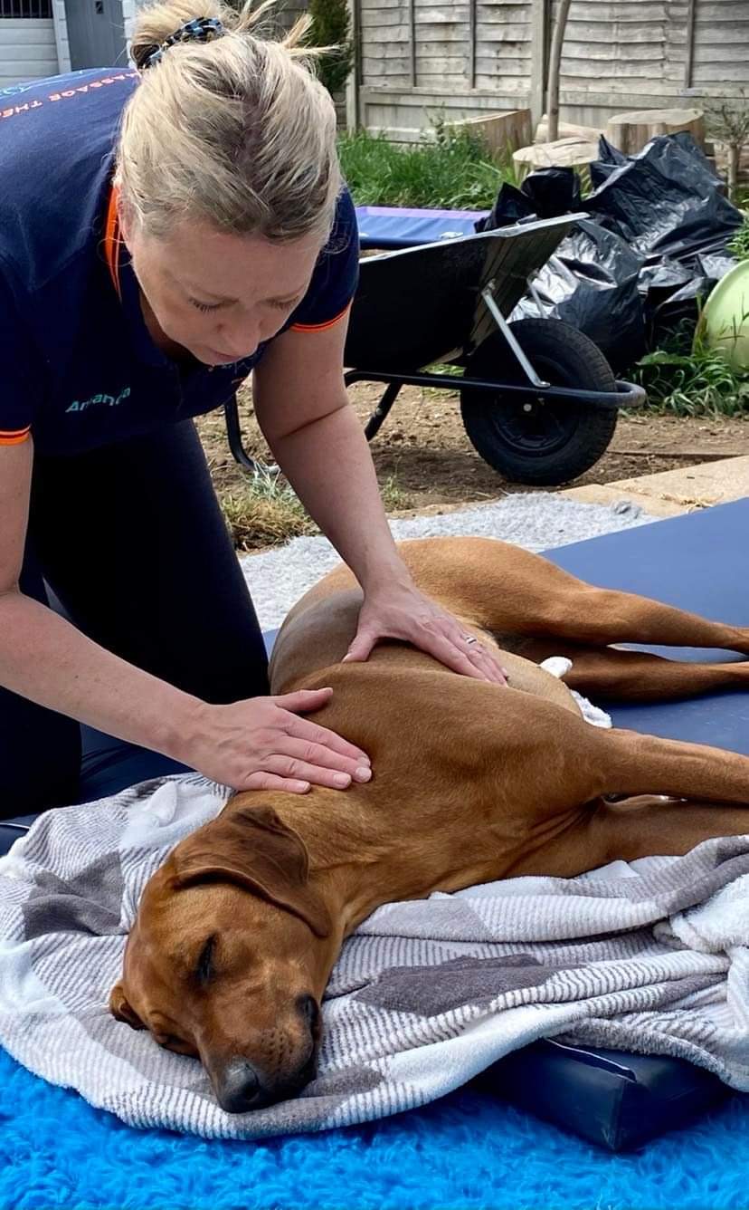 giving canine massage to a golden retriever